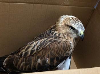 Yaralı Kızıl Şahine Jandarma Ekipleri Sahip Çıktı
