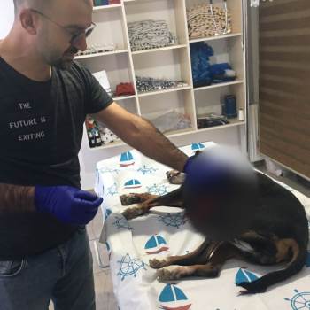 Yaralı Köpek Belediye Ekipleri Tarafından Kurtarıldı
