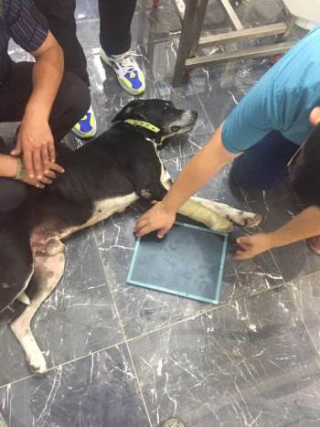 Yaralı Köpek İçin Seferber Oldular
