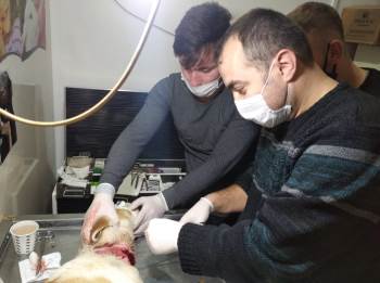 Yaralı Köpek Tedavi Ettirildi
