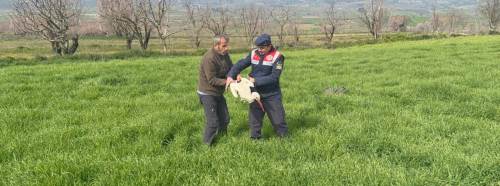 Yaralı leylek Bilecik’te yetkililere teslim edilerek tedaviye alındı