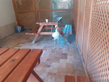 Yaralı Leylek Tedavi Altına Alındı
