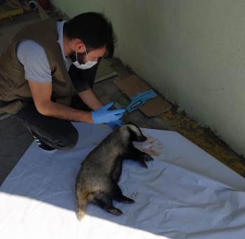 Yaralı Porsuk, Tedavi Altına Alındı
