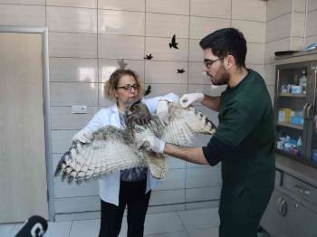 Yaralı Puhular Artık Güven Altında
