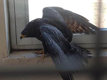 Yaralı Şahin Tedavi Edilerek Doğaya Salındı
