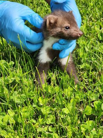 Yaralı Sansar Yavrusuna Şefkat Eli
