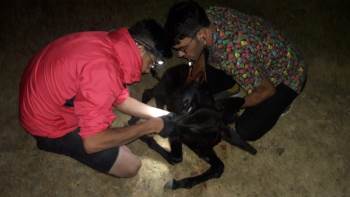 Yaralı Sıpayı Devriye Gezen Jandarma Kurtardı
