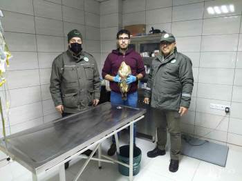 Yaralı Ve Bitkin Halde Bulunan Kızıl Şahinler Tedavi Altına Alındı
