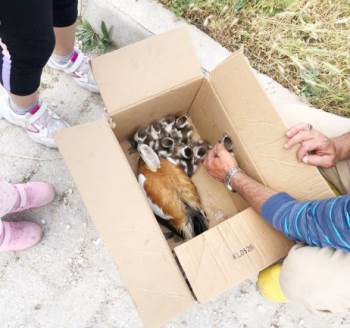 Yaralı Yaban Ördeği Barınağa Teslim Edildi
