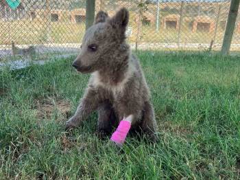 Yaralı Yavru Ayı Kütahya Belediyesince Tedavi Altına Alındı
