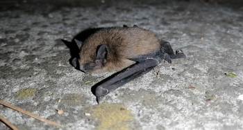 Yarasalar Kahveyi Bastı
