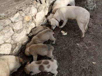 Yardım Çağrısına Duyarsız Kalmadı
