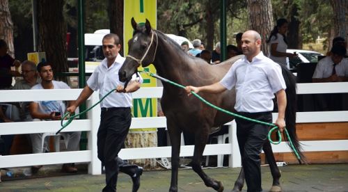 Yarış tayları ev fiyatına alıcı buldu