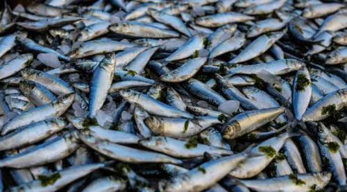 Yasak bitti, Eskişehir'de tezgahlar doldu: İşte yeni balık fiyatları...