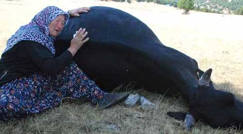 Yaşlı çift ağladı, Türkiye ağladı