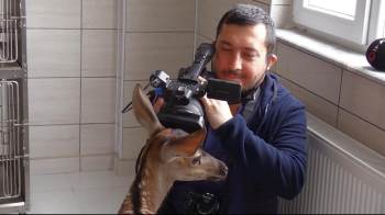 Yavru Geyiğin Kamera Sevgisi
