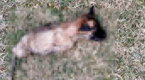 Yavru köpeği, ayaklarını kesip öldürdüler!