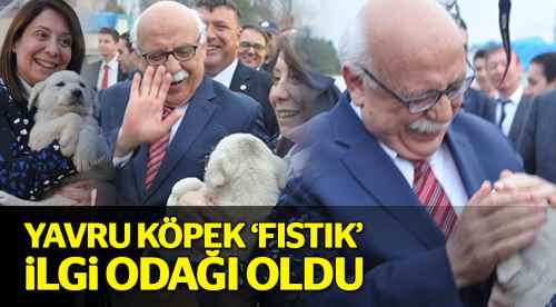 Yavru köpek 'Fıstık' ilgi odağı oldu