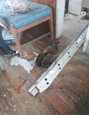 Yavru Köpekler İçin Seferber Oldular
