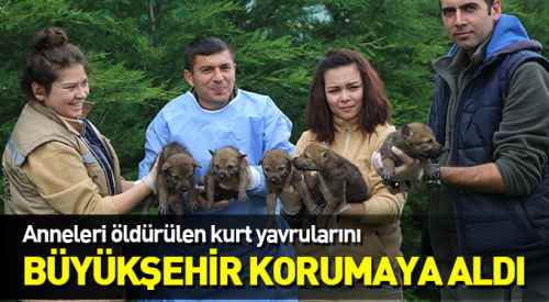 Yavru kurtlara Büyükşehir kucak açtı