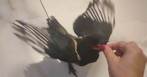 Yavru saksağan kurtarıldı, şimdi adım adım onu takip ediyor