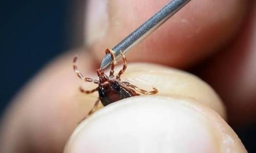 Yaz aylarında çocukları kene tehlikesinden nasıl koruruz?