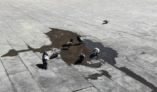 Yaz sıcağında sokak hayvanlarına destek çağrısı