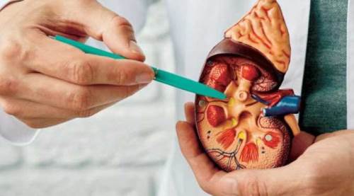 Yaz sıcaklarında böbreklerinizi koruyun: İşte size çözüm!