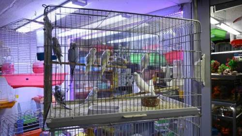 Yaz sıcaklarında evcil balık ve kuş bakımı için öneriler