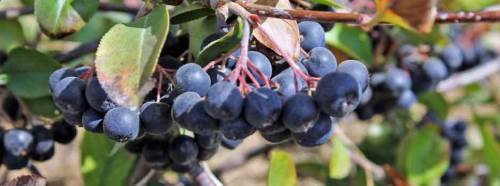 Yaza fit girmek istiyorsanız, bu meyveye dikkat!