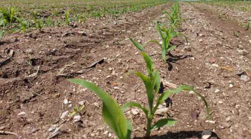 Yazın vazgeçilmez lezzetinin ekimi Eskişehir'de başladı