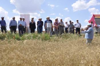Yeni Buğday Çeşitleri ’Mesut’ Ve ’Reis’ İçin Tarla Günü Düzenlendi