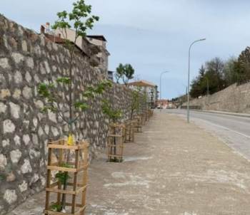 Yeni Dikilen Ihlamur Ağaçları Çiçek Açtı
