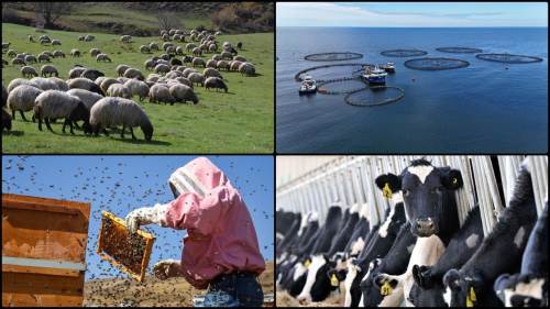 Yeni dönem hayvancılık destekleri açıklandı: Önemli zamlar yolda