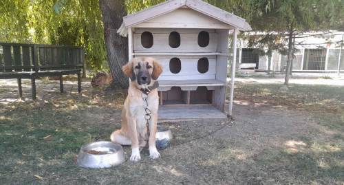 Yeni yasa, Eskişehir'deki hayvan barınaklarına yük oldu