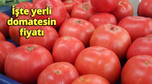 Yerli domates tezgahlara çıktı