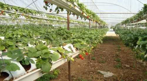 YERLİ TOHUMA BELEDİYE DESTEĞİ