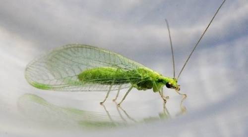 Yeşil Sivrisinek Nedir? Zararlı Mıdır? Bilmeniz Gerekenler