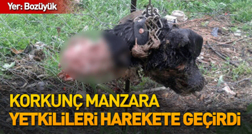 Yetkililer köpek canavarının izini sürüyor