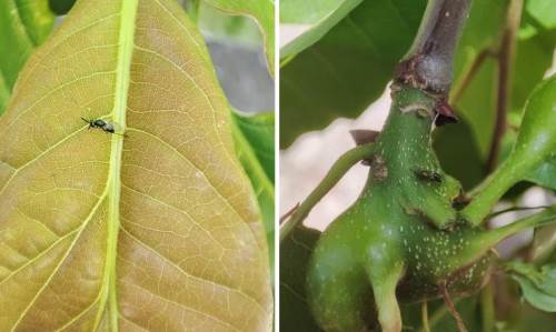 Yığılca'da kestane ormanlarında gal arısıyla mücadele başladı