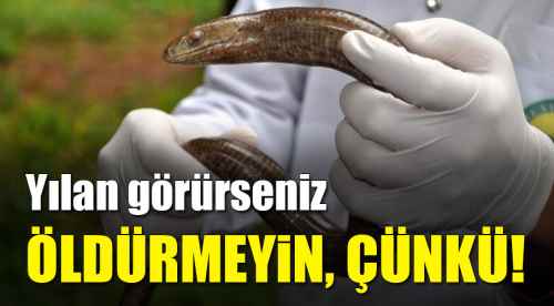 Yılan görürseniz öldürmeyin, çünkü!