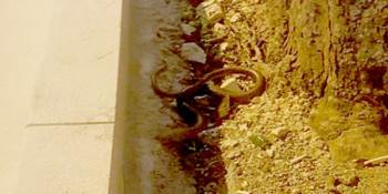 Yılan Zannedilip Öldürüldü
