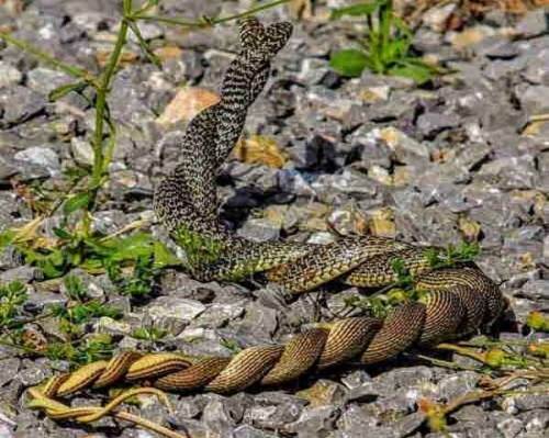 Yılanların çiftleşme dansı kamerada
