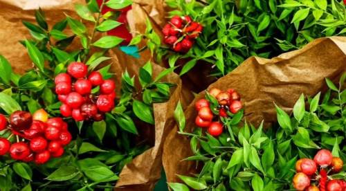 Yılbaşı Çiçeği Tezgahlara İndi: Kokinanın Anlamı Nedir, Nasıl Bakımı Yapılır? 