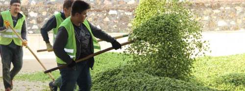 Yılda sadece bir kez ekilebiliyor, şifa dağıtıyor!