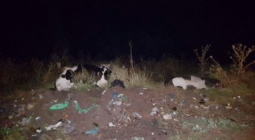 Yıldırım düştü hamile inekler telefon oldu