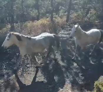 Yılkı Atları Doğaseverler Tarafından Görüntülendi
