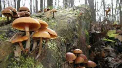 YİNE MANTAR ZEHİRLENMESİ