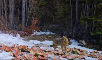 Yırtıcıların Yemlerini Yediği Anlar Fotokapana Yansıdı
