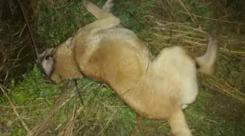 Yok böyle vicdansızlık! 30 tanesini zehirleyip öldürdüler...